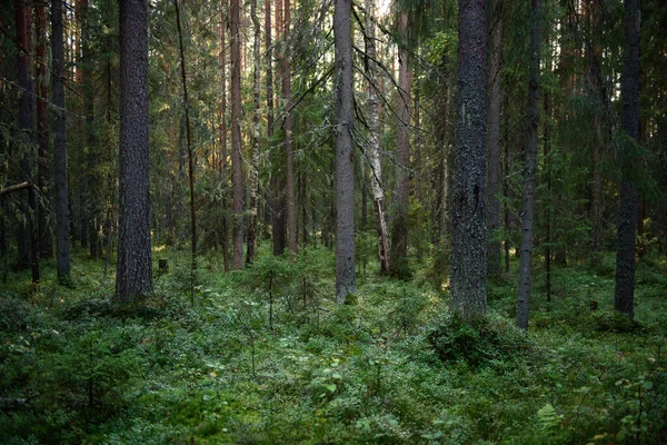Yoğun gölgeli ve güneşli bölgelerle aydınlık ağaçlarla kaplı, yosun kaplı sık bir orman..