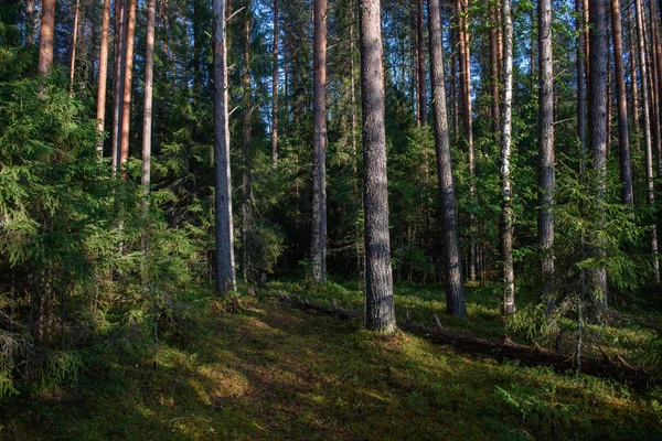 Dense Forest Heavily Shaded Brightly Illuminated Sun Areas Trees Covered — Stock Photo, Image