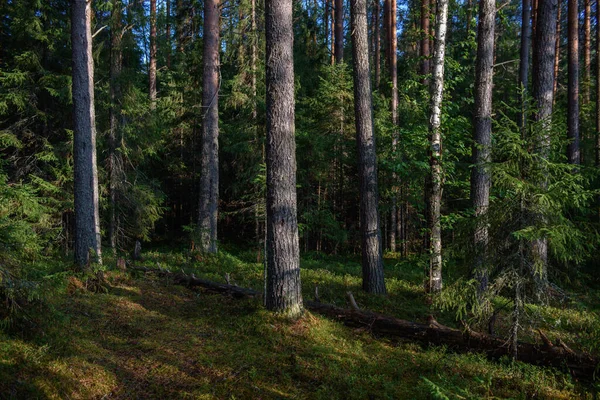 Sűrű Erdő Erősen Árnyékos Nap Által Fényesen Megvilágított Mohával Borított — Stock Fotó