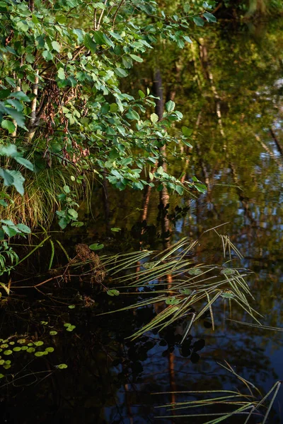 Lago Forest Vegetación Superficie Del Agua Ramas Árboles Caducifolios Que — Foto de Stock