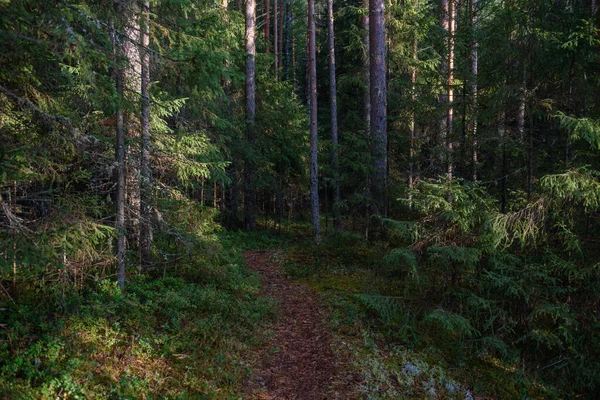 Denso Bosque Con Mucha Sombra Brillantemente Iluminado Por Las Áreas — Foto de Stock