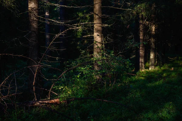 Tät Skog Med Starkt Skuggade Och Starkt Upplysta Solområden Med — Stockfoto