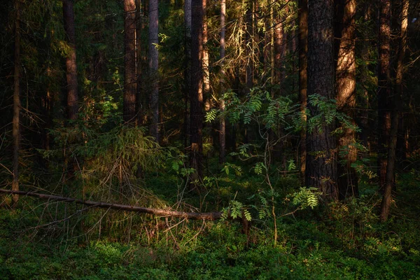 Rowan Strom Zelenými Listy Světle Slunce Hustém Lese — Stock fotografie