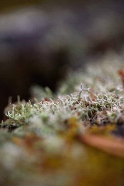 Yosun, zambak ve çam iğneleri yakın planda..