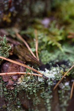 Yosun, zambak ve çam iğneleri yakın planda..