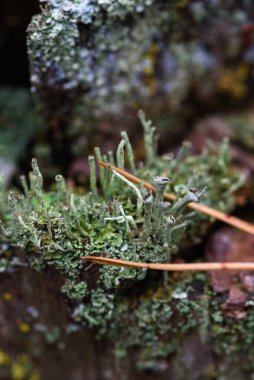 Yosun, zambak ve çam iğneleri yakın planda..
