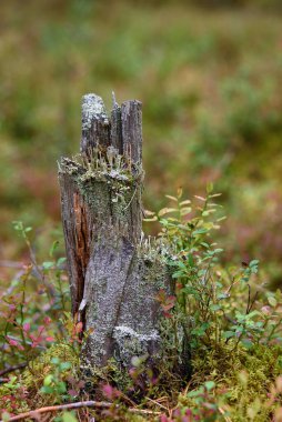 Yosun, zambak ve çam iğneleri yakın planda..