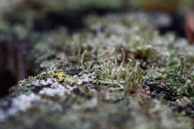 Yosun, zambak ve çam iğneleri yakın planda..