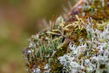 Yosun, zambak ve çam iğneleri yakın planda..