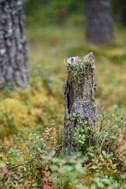 Yosun, zambak ve çam iğneleri yakın planda..