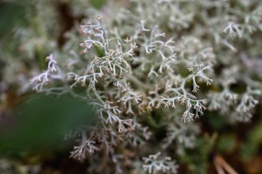 Yosun, zambak ve çam iğneleri yakın planda..