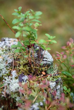 Etrafı yosun ve lichenlerle çevrili küçük mantar mantarları..