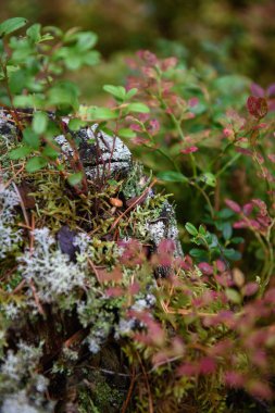 Etrafı yosun ve lichenlerle çevrili küçük mantar mantarları..