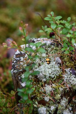 Etrafı yosun ve lichenlerle çevrili küçük mantar mantarları..