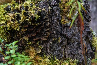 Yosun, zambak ve çam iğneleri yakın planda..