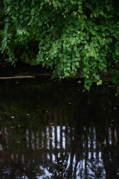 Follaje Verde Los Abedules Que Cuelgan Sobre Agua Oscura Del — Foto de Stock