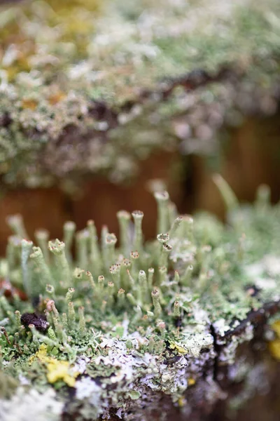 Mousse Lichens Aiguilles Pin Sur Une Vieille Souche Gros Plan — Photo