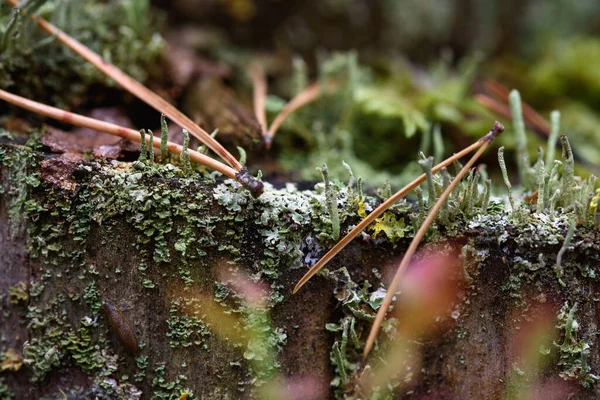 Mousse Lichens Aiguilles Pin Sur Une Vieille Souche Gros Plan — Photo