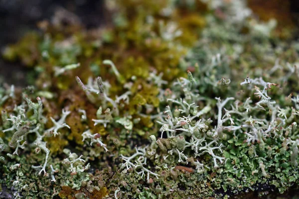 Moss Lichens Pine Needles Old Stump Close — Stock Photo, Image