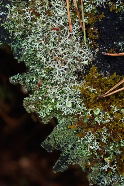 老旧特写镜头上的苔藓 地衣和松针 — 图库照片