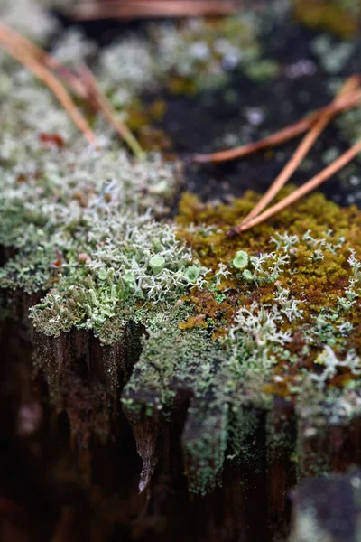 Moss Lichens Pine Needles Old Stump Close — Stock Photo, Image