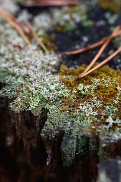 Mousse Lichens Aiguilles Pin Sur Une Vieille Souche Gros Plan — Photo