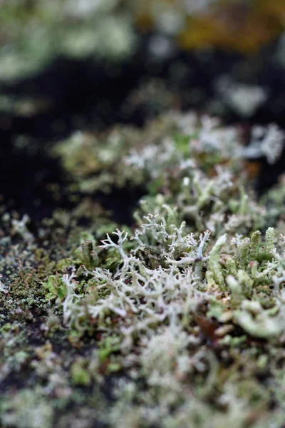 Moss Líquenes Agujas Pino Viejo Tocón Cerca —  Fotos de Stock