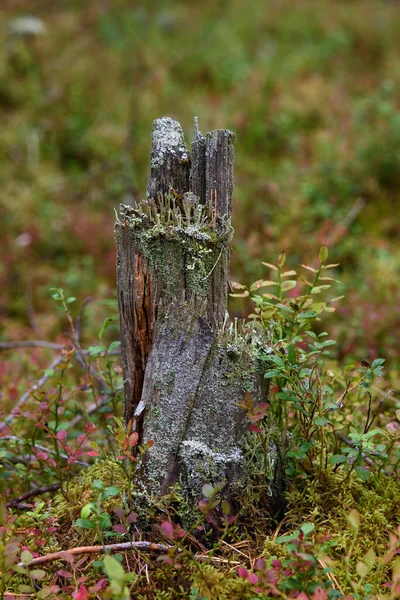 Mossen Korstmossen Dennennaalden Een Oude Stomp Close — Stockfoto