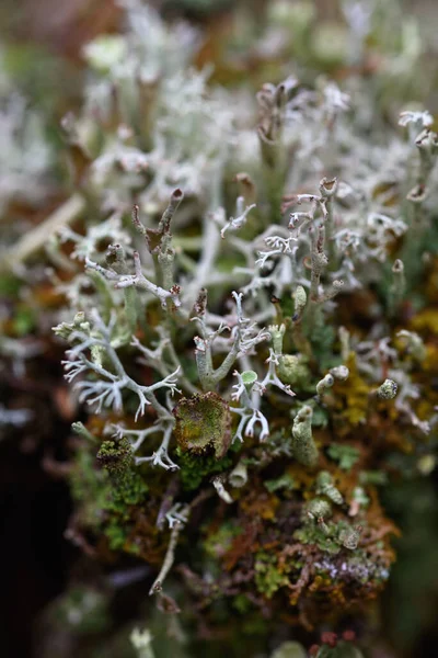 Moss Líquenes Agujas Pino Viejo Tocón Cerca — Foto de Stock