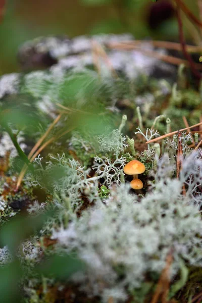 在被苔藓和地衣包围的树桩上的小毒菌 — 图库照片