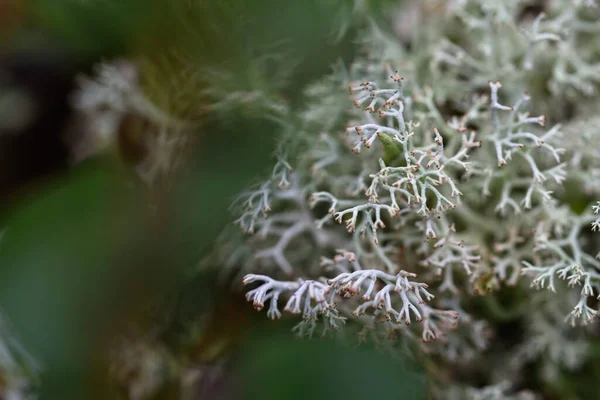 Moss Líquenes Agujas Pino Viejo Tocón Cerca — Foto de Stock