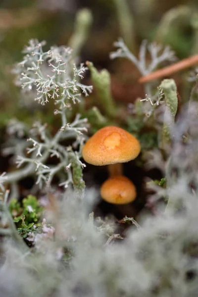 Small Toadstool Mushrooms Stump Surrounded Moss Lichens Close — Stock Photo, Image