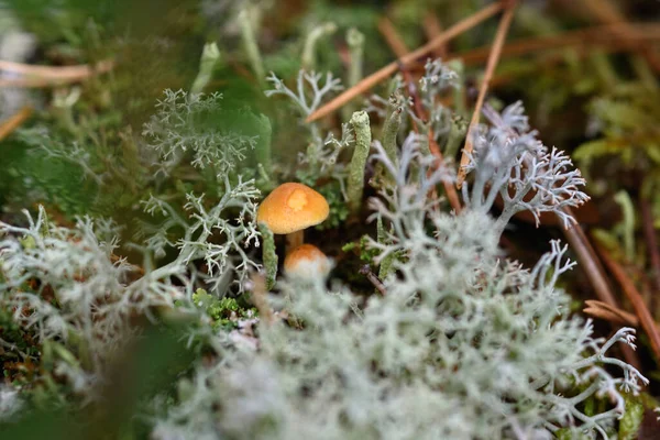 在被苔藓和地衣包围的树桩上的小毒菌 — 图库照片