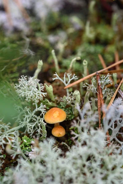 Small Toadstool Mushrooms Stump Surrounded Moss Lichens Close — Stock Photo, Image