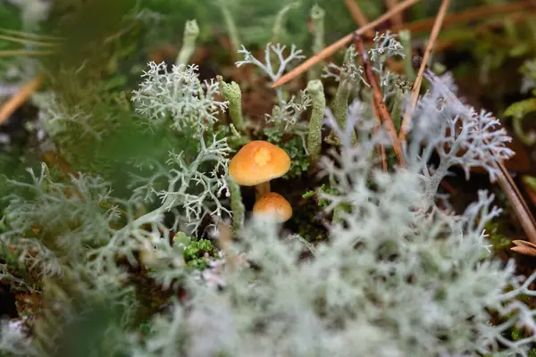 Small Toadstool Mushrooms Stump Surrounded Moss Lichens Close — Stock Photo, Image