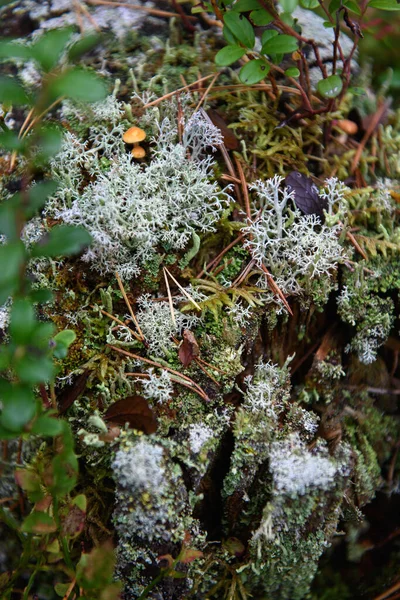 Small Toadstool Mushrooms Stump Surrounded Moss Lichens Close — Stock Photo, Image