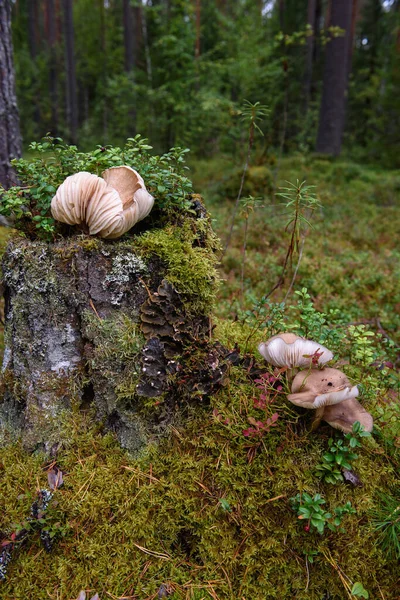 Große Fliegenpilze Wald Auf Einem Alten Baumstumpf Der Mit Moos — Stockfoto