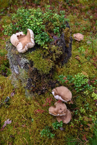 Large Toadstool Mushrooms Forest Old Stump Overgrown Moss Lichens Blueberry — Stock Photo, Image