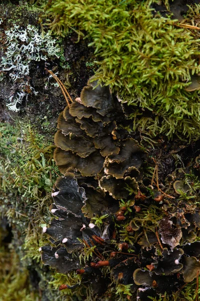 Moss Líquenes Agujas Pino Viejo Tocón Cerca —  Fotos de Stock