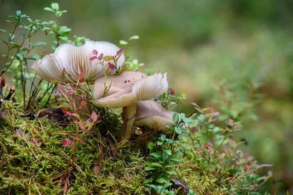 Grands Crapauds Dans Forêt Sur Vieux Tronc Recouvert Mousse Lichens — Photo