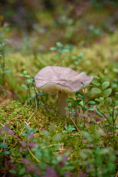 Grands Crapauds Dans Forêt Sur Vieux Tronc Recouvert Mousse Lichens — Photo