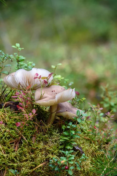 Große Fliegenpilze Wald Auf Einem Alten Baumstumpf Der Mit Moos — Stockfoto