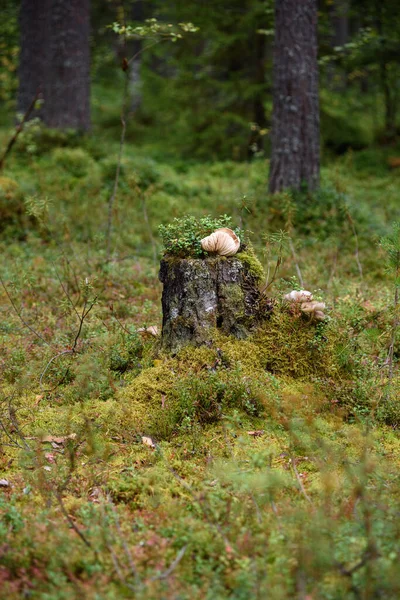 Grandi Funghi Sgabello Nella Foresta Vecchio Ceppo Ricoperto Muschio Licheni — Foto Stock