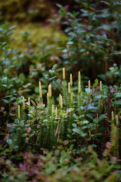 Plantas Bosque Taiga Una Zona Pantanosa Primer Plano Del Licopodio —  Fotos de Stock