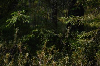 Orman bataklık bölgesi. Ledum fabrikası yakın plan.