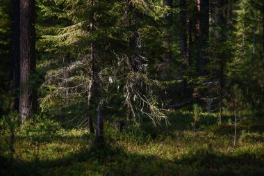 Kuzey ormanının manzarası. Devrilmiş ağaçlarla dolu sık bir orman, yosun, at kuyruğu ve eğimli güneş ışınlarıyla kaplanmış köknar ağaçları..