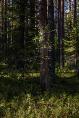 Kuzey ormanının manzarası. Devrilmiş ağaçlarla dolu sık bir orman, yosun, at kuyruğu ve eğimli güneş ışınlarıyla kaplanmış köknar ağaçları..