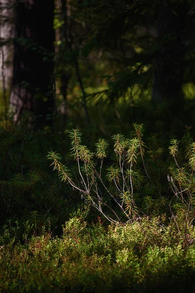 Área Pantanosa Del Bosque Primer Plano Planta Ledum — Foto de Stock