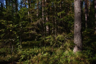 Kuzey ormanının manzarası. Devrilmiş ağaçlarla dolu sık bir orman, yosun, at kuyruğu ve eğimli güneş ışınlarıyla kaplanmış köknar ağaçları..