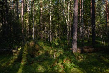 Kuzey ormanının manzarası. Devrilmiş ağaçlarla dolu sık bir orman, yosun, at kuyruğu ve eğimli güneş ışınlarıyla kaplanmış köknar ağaçları..